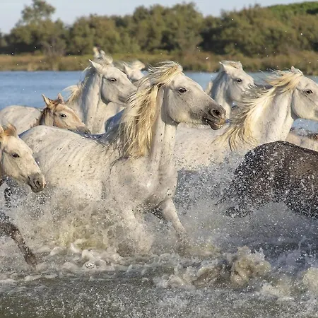 Garance Appartement Nîmes